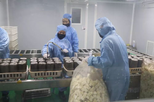 加大研發(fā)力度，發(fā)展優(yōu)質食用菌產(chǎn)品，促進菌種進出口繁榮