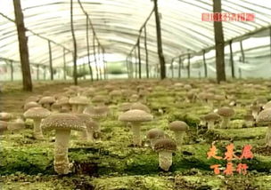 2015年河北進出口食品平穩(wěn)增長，食用菌菌種貿易表現(xiàn)亮眼